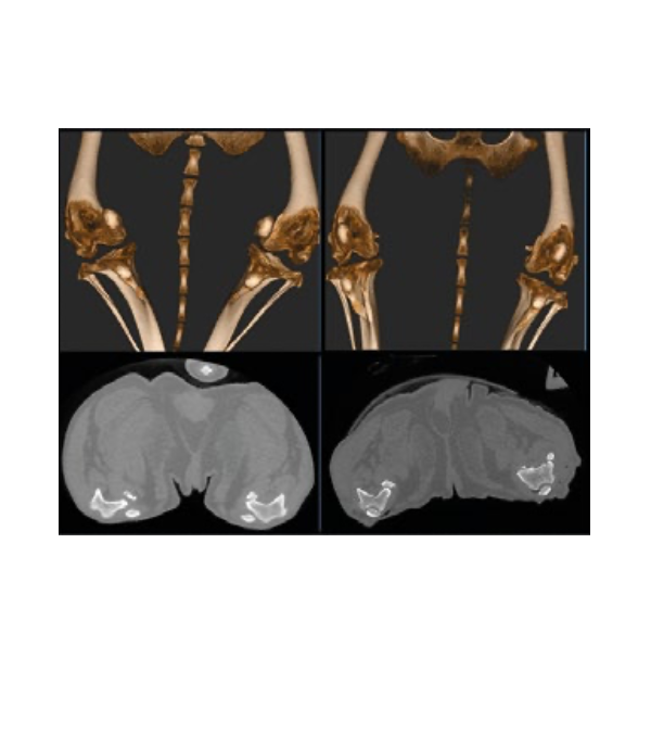 applicazioni-cliniche.png__800x800_q85_subsampling-2