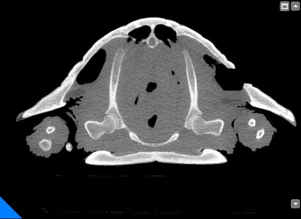 generated_Lesione_del_carapace_2.jpg.800x600_q85