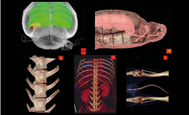 nnt_vet_analisi_3d