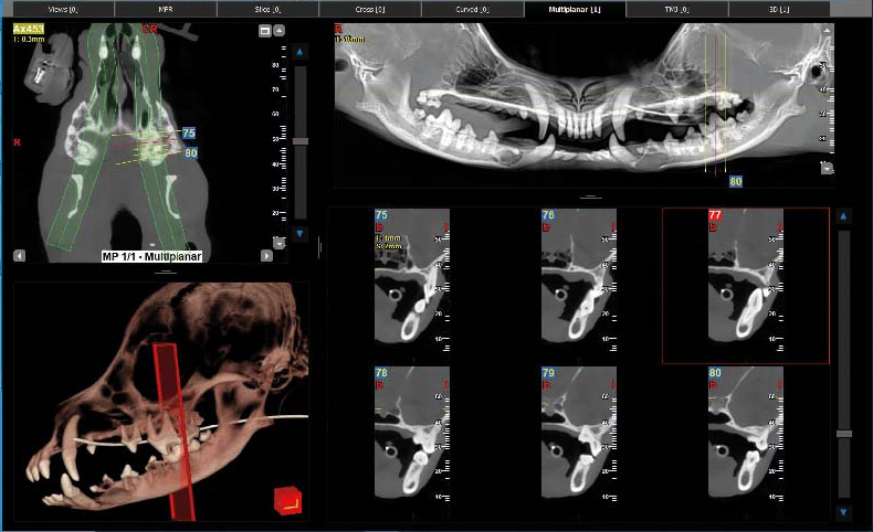 nnt_vet_panoramica_dentale